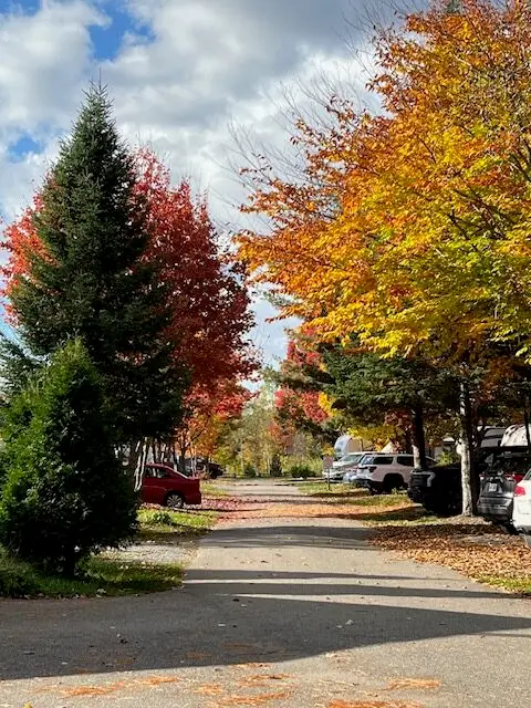 a road with trees and cars parked on the side